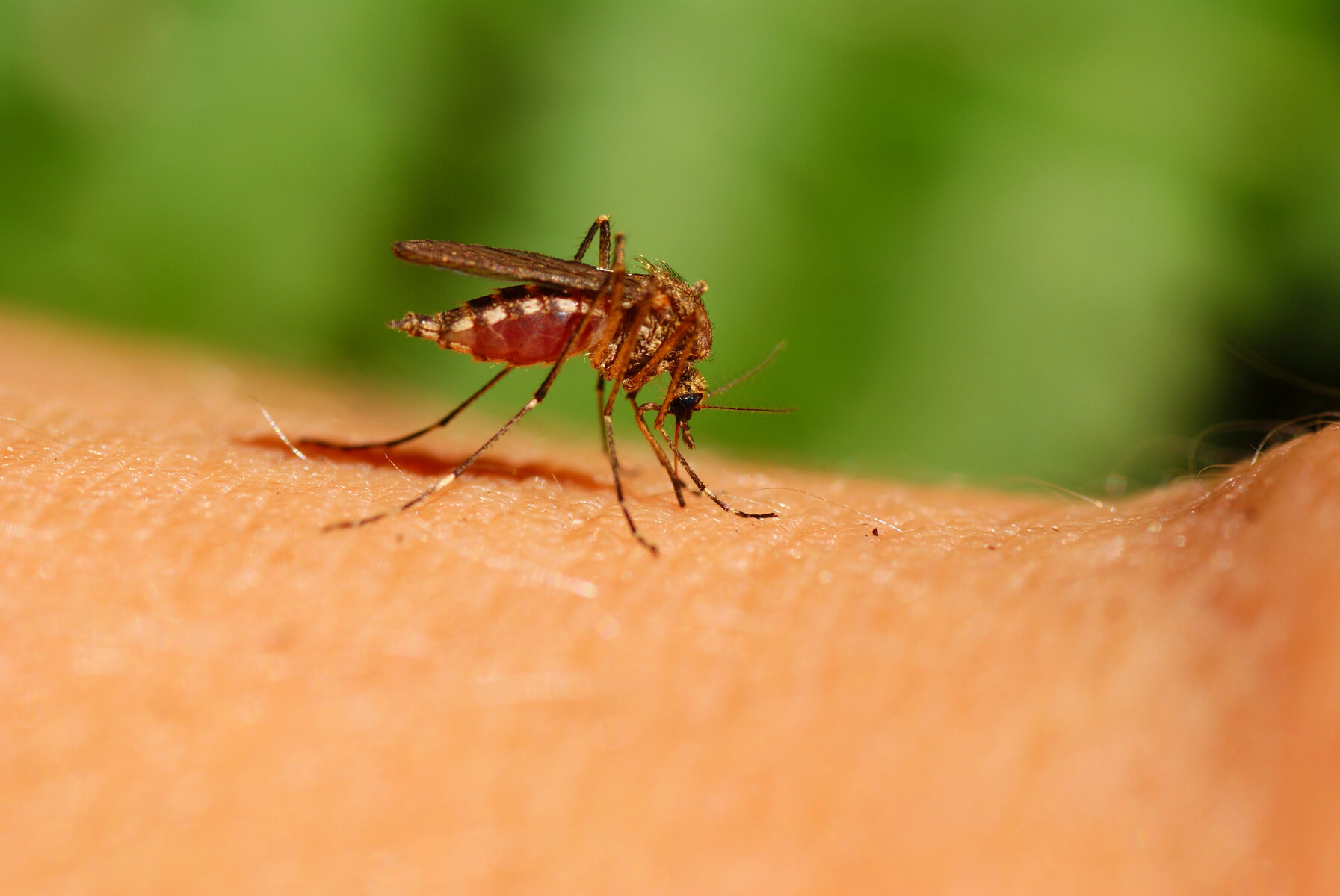 mosquito